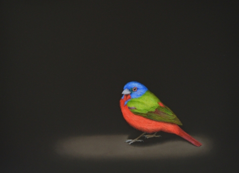 Isabelle du Toit, Painted Bunting, 2021