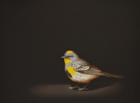 Isabelle du Toit, Yellow Rumped Warbler, 2020